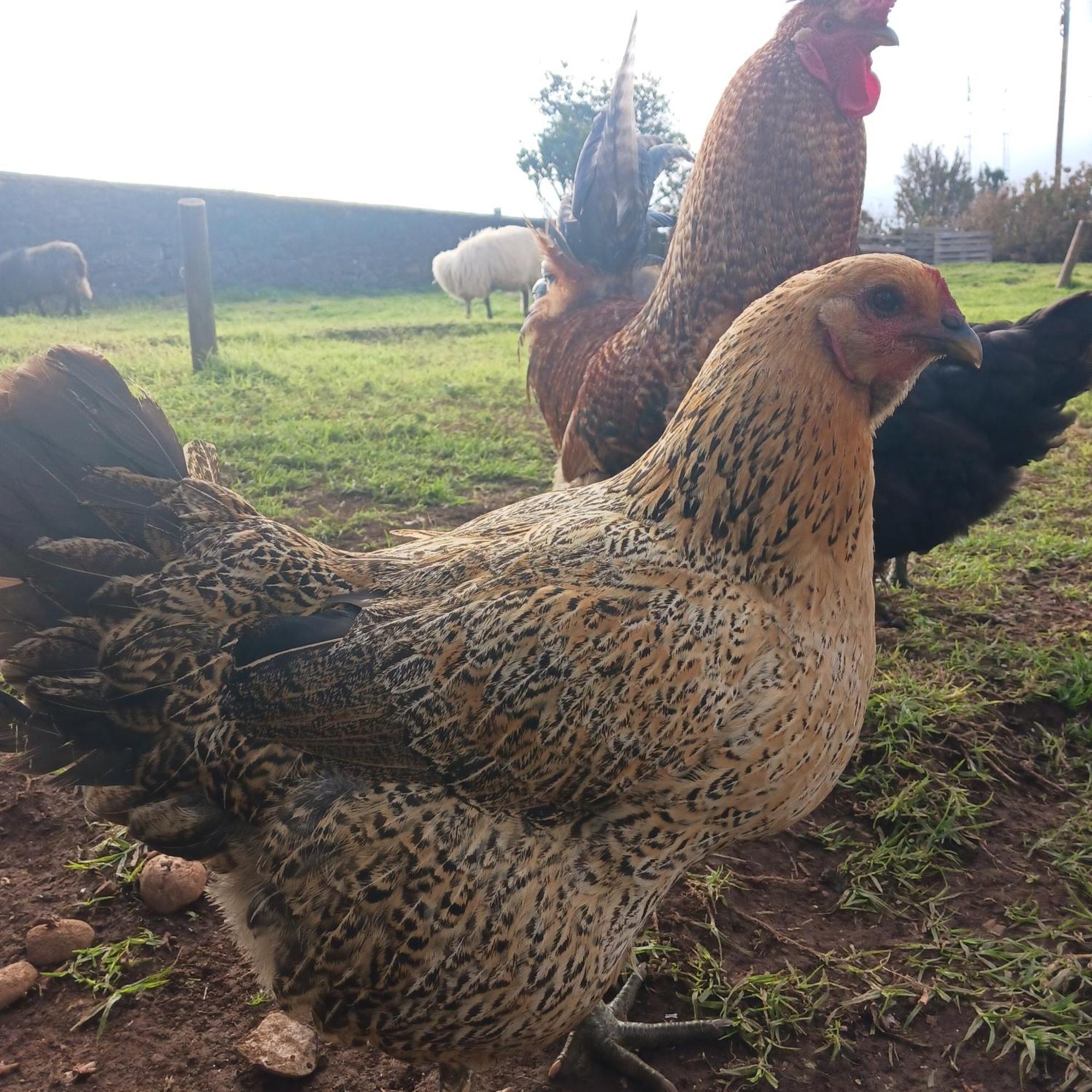 Achadas Da Cruz Farm House Dış mekan fotoğraf
